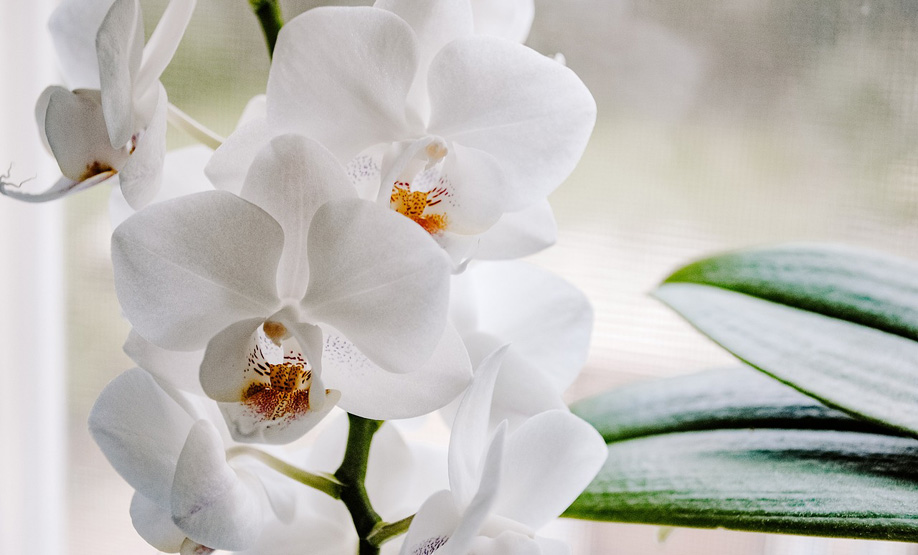 Orchideen Dünger - Kaffee und Trockenhefe